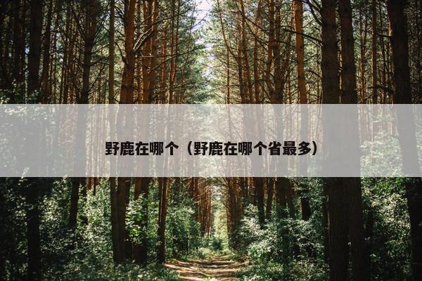 野鹿在哪个（野鹿在哪个省最多）