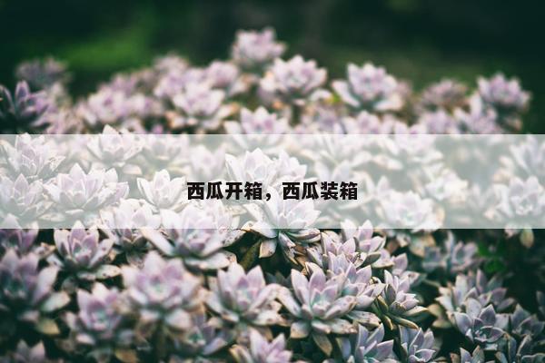 西瓜开箱，西瓜装箱