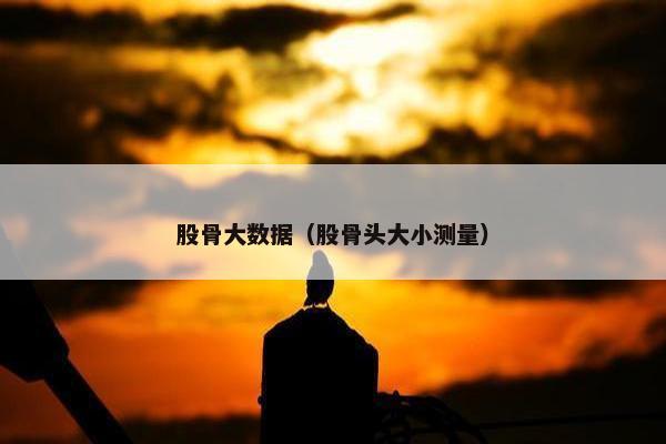 股骨大数据（股骨头大小测量）