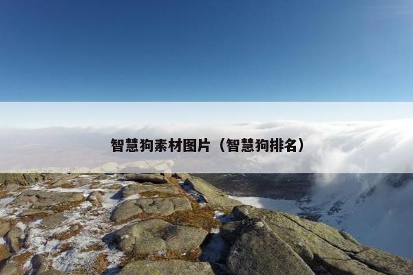智慧狗素材图片（智慧狗排名）