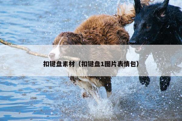 扣键盘素材（扣键盘1图片表情包）