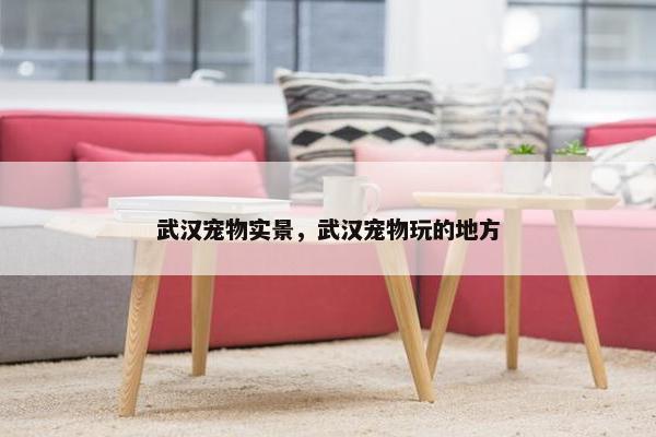 武汉宠物实景，武汉宠物玩的地方