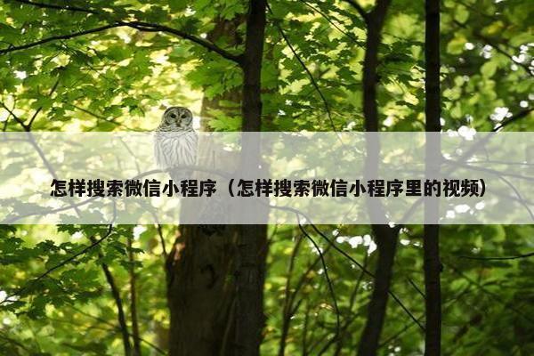 怎样搜索微信小程序（怎样搜索微信小程序里的视频）