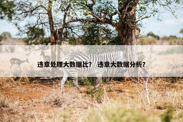违章处理大数据比？ 违章大数据分析？