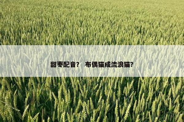 甜枣配音？ 布偶猫成流浪猫？